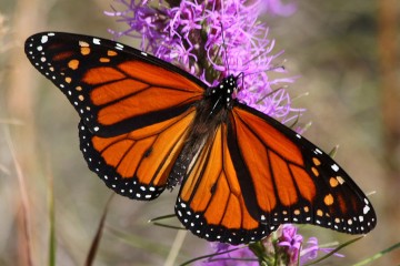 Adult monarch butterfly. Credit: Ken Slade.